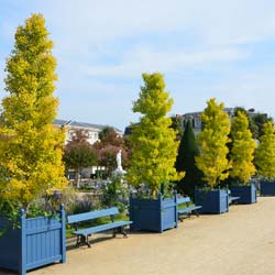 Ginkgo 'fastigiata Blagon'